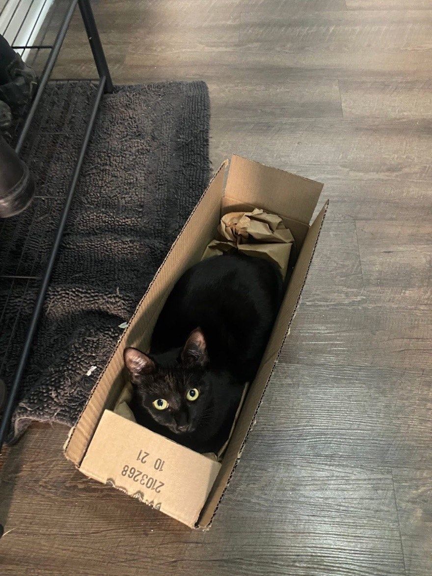 Loki the cat (not beating the stereotypes today)